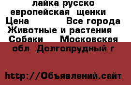 лайка русско-европейская (щенки) › Цена ­ 5 000 - Все города Животные и растения » Собаки   . Московская обл.,Долгопрудный г.